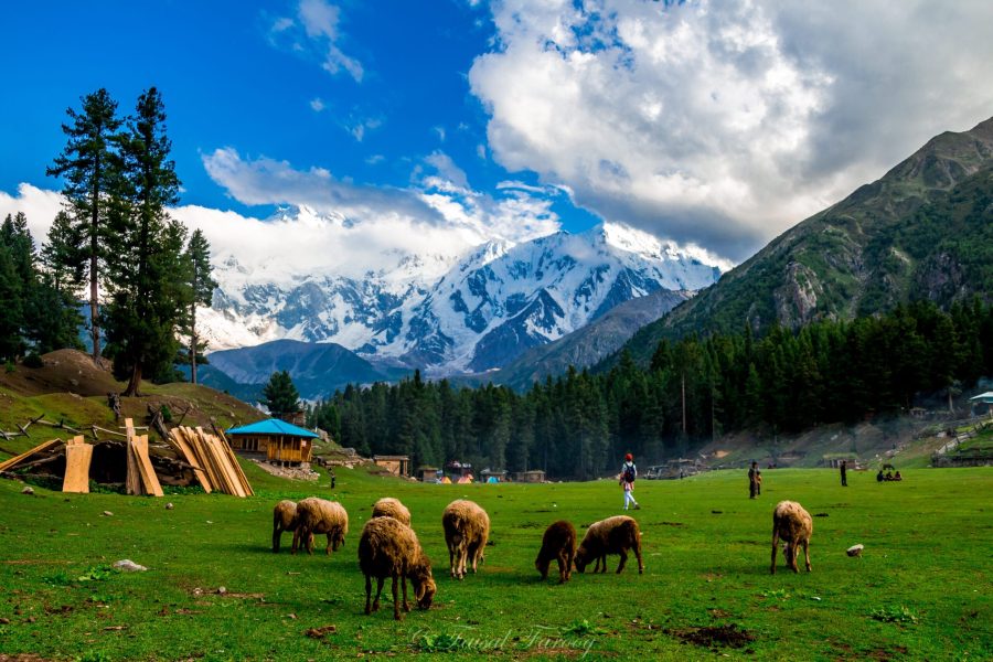 fairy meadows tour package 2023